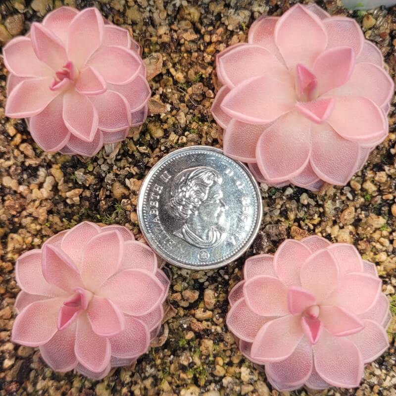 Pinguicula ehlersiae x mesophytica (clone #002)
