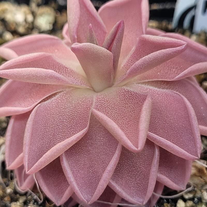 Pinguicula ehlersiae x mesophytica (clone #002)