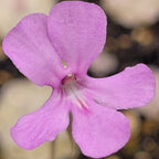 Bright pink flower of a Pinguicula ehlersiae 'Mighty Mouse' butterwort