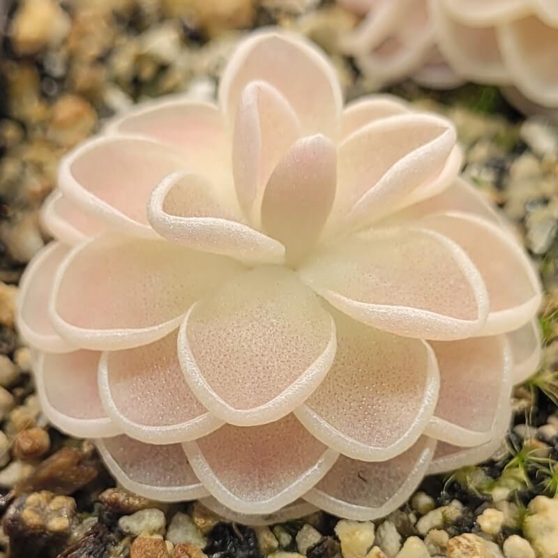 Side view of a Pinguicula ehlersiae 'Mighty Mouse' butterwort with white-edged, peach-tinted leaves
