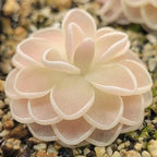 Side view of a Pinguicula ehlersiae 'Mighty Mouse' butterwort with white-edged, peach-tinted leaves