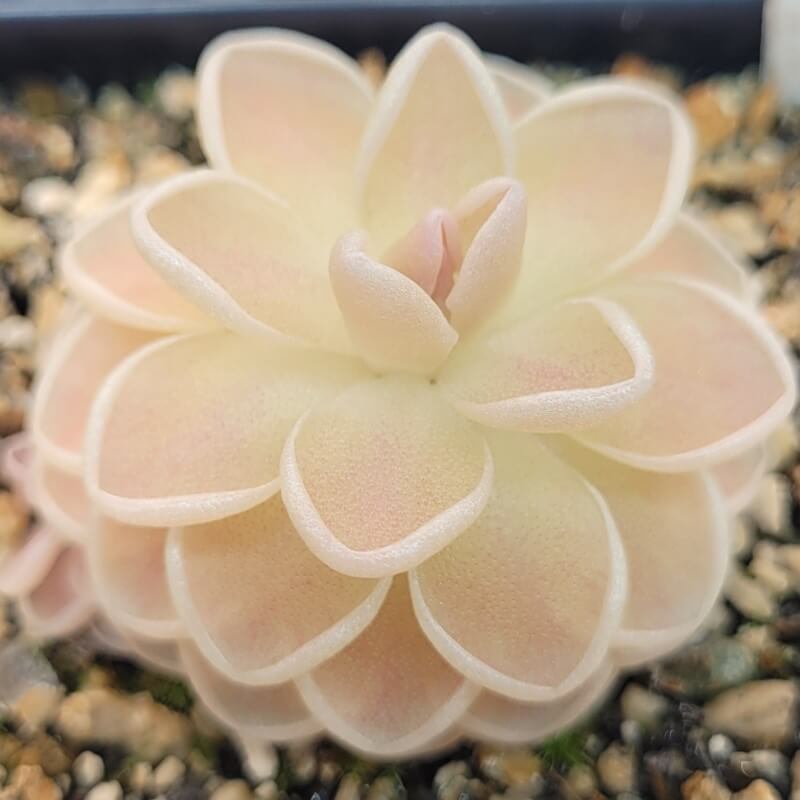 Pinguicula ehlersiae 'Mighty Mouse' butterwort with mostly white leaves in gritty mix