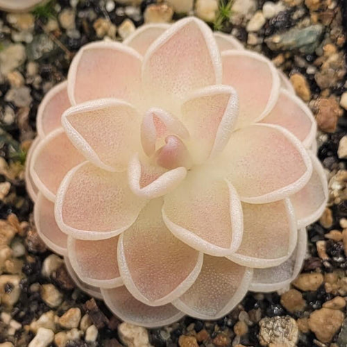 Pinguicula ehlersiae 'Mighty Mouse' butterwort, a chunky cream-white rosette blushing pink