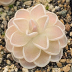 Full rosette of a Pinguicula ehlersiae 'Mighty Mouse' butterwort with soft peach-pink colour