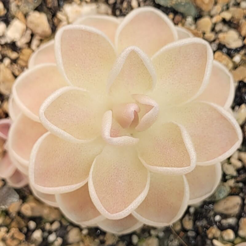 Pinguicula ehlersiae 'Mighty Mouse' butterwort seen from above, pale leaves with a light pink blush