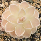 Pinguicula ehlersiae 'Mighty Mouse' butterwort seen from above, pale leaves with a light pink blush