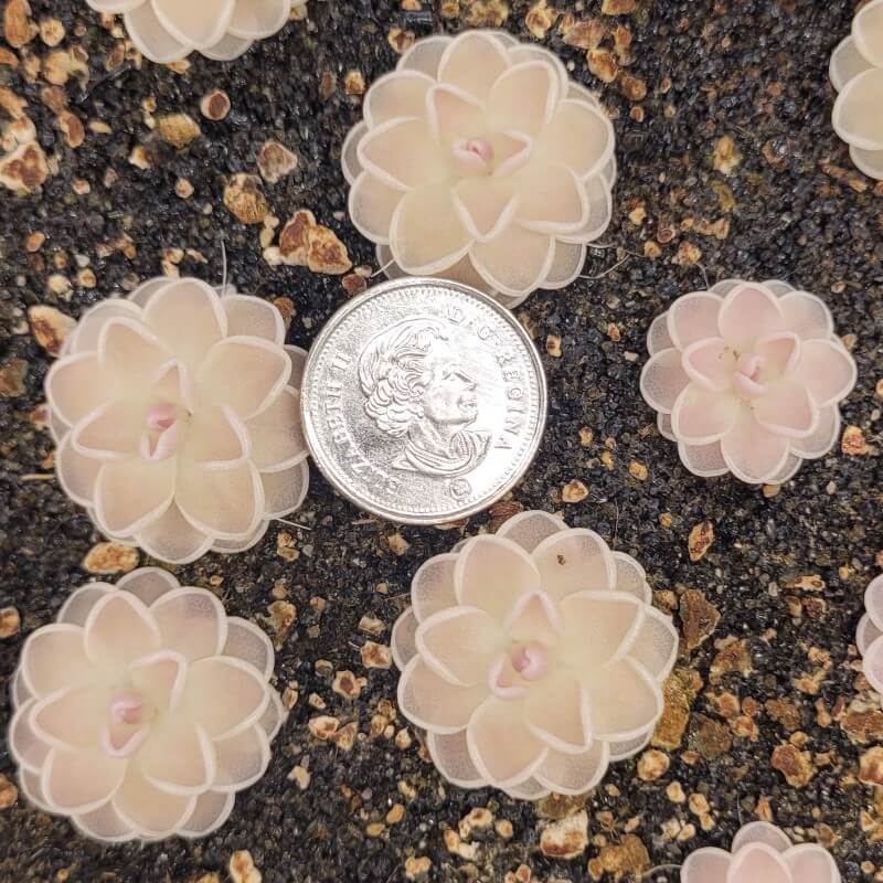 Pinguicula ehlersiae 'Mighty Mouse'