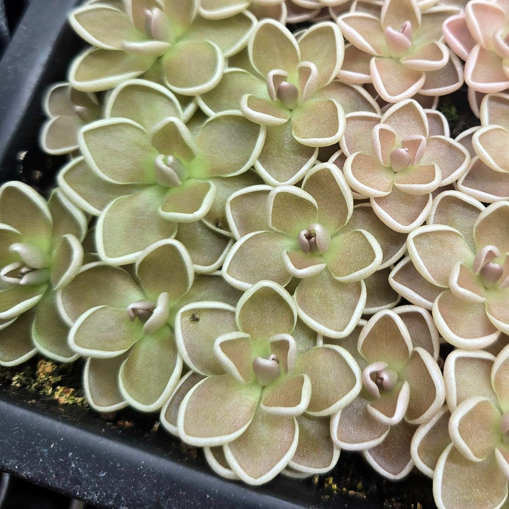 Pot packed with Pinguicula ehlersiae butterwort rosettes, olive-green to dusky pink leaves outlined in creamy white