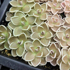 Pot packed with Pinguicula ehlersiae butterwort rosettes, olive-green to dusky pink leaves outlined in creamy white