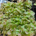 Dense colony of small Pinguicula ehlersiae 'Tolantongo' butterworts with white-tipped leaves