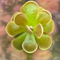 Pinguicula ehlersiae 'Tolantongo' butterwort, a small green rosette with a purplish tint and pale folded edges