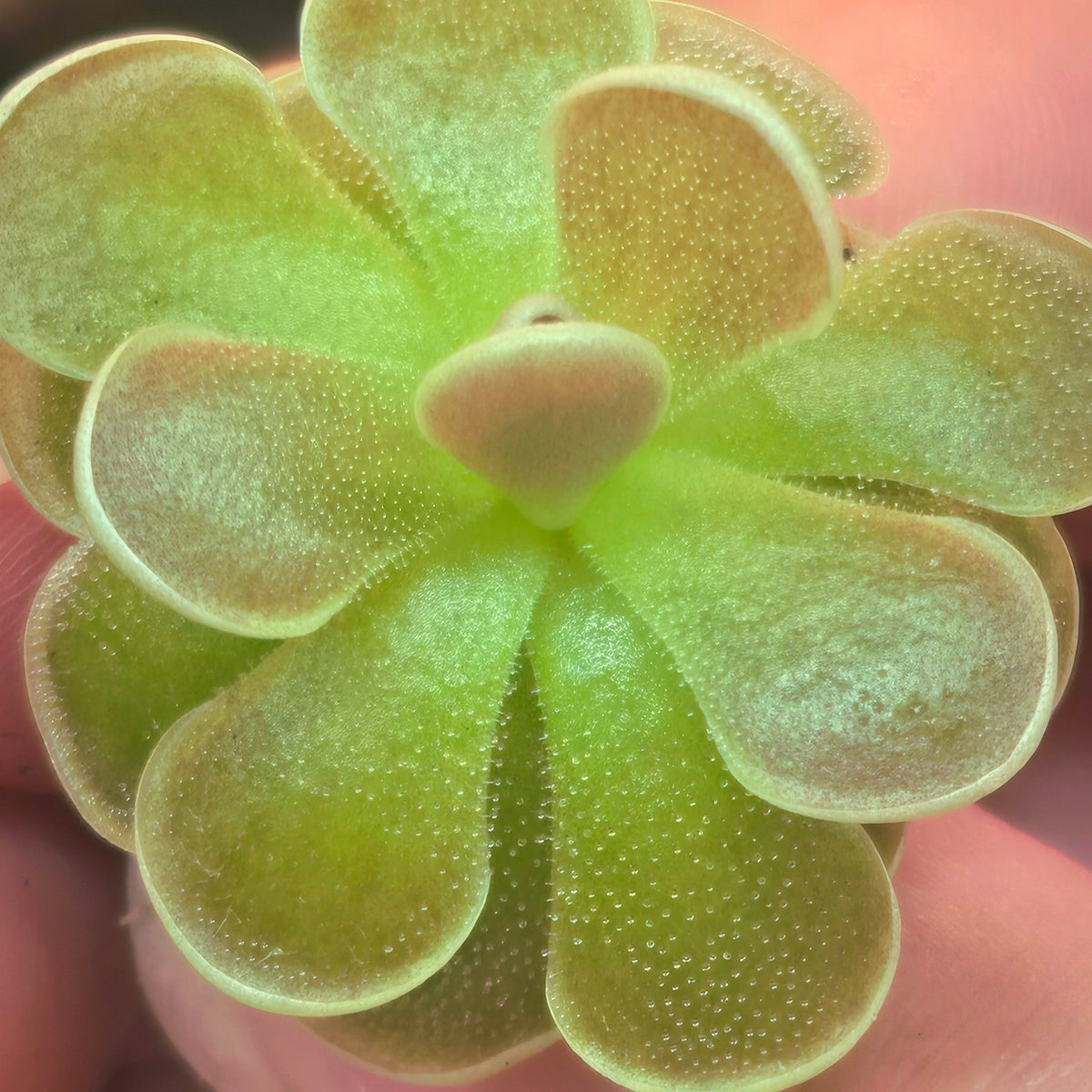 Close-up of a Pinguicula ehlersiae 'Tolantongo' butterwort held in a hand, showing its folded leaf tips