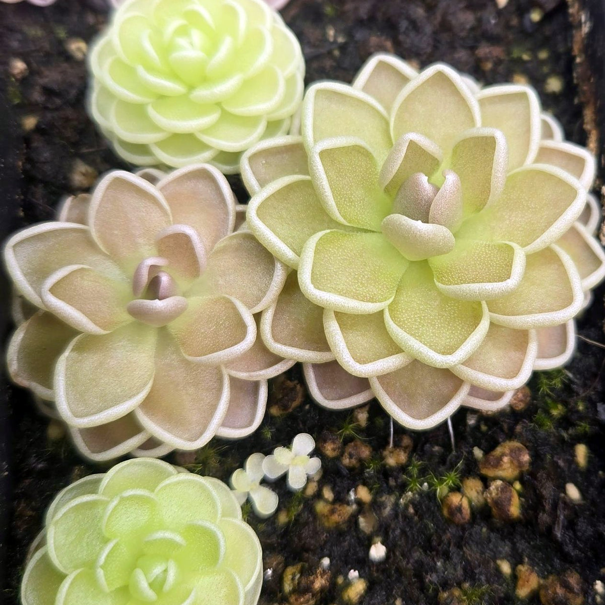 Two Pinguicula ehlersiae butterwort rosettes with layered, white-rimmed leaves, one dusky pink and one pale green