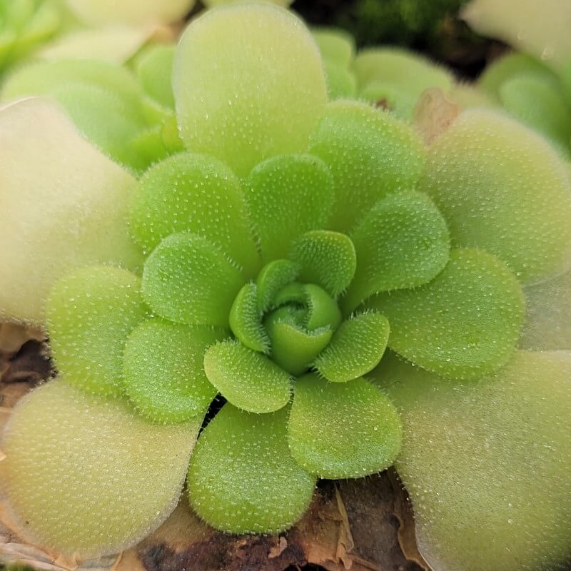 Pinguicula ehlersiae x unknown butterwort seen from above with fresh green new growth