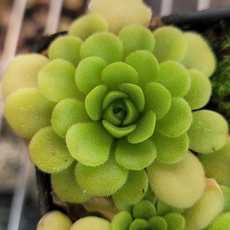 Medium-sized green Pinguicula ehlersiae x unknown butterwort rosette in a pot