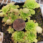 Pot of small Pinguicula ehlersiae x unknown butterworts around a coin for scale