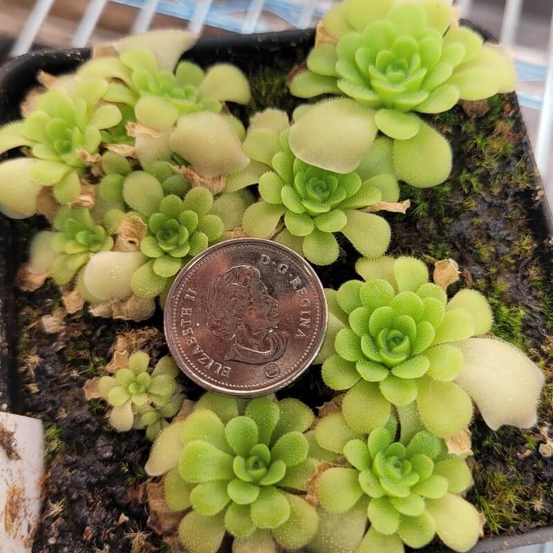 Pinguicula ehlersiae x unknown