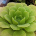 Pinguicula ehlersiae x unknown butterwort, a green rosette of dewy rounded leaves