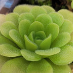 Pinguicula ehlersiae x unknown butterwort, a green rosette of dewy rounded leaves