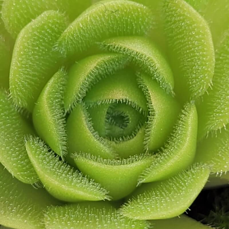 Pinguicula ehlersiae x unknown