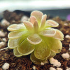 Side view of a miniature Pinguicula ehlersiae 'Victoria' butterwort with layered, curled leaves