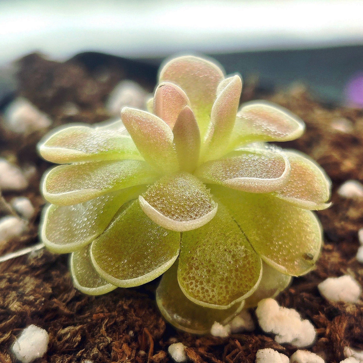 Side view of a miniature Pinguicula ehlersiae 'Victoria' butterwort with layered, curled leaves