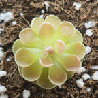 Pinguicula ehlersiae 'Victoria' butterwort seen from above, a tight green rosette with pink-bronze leaf tips