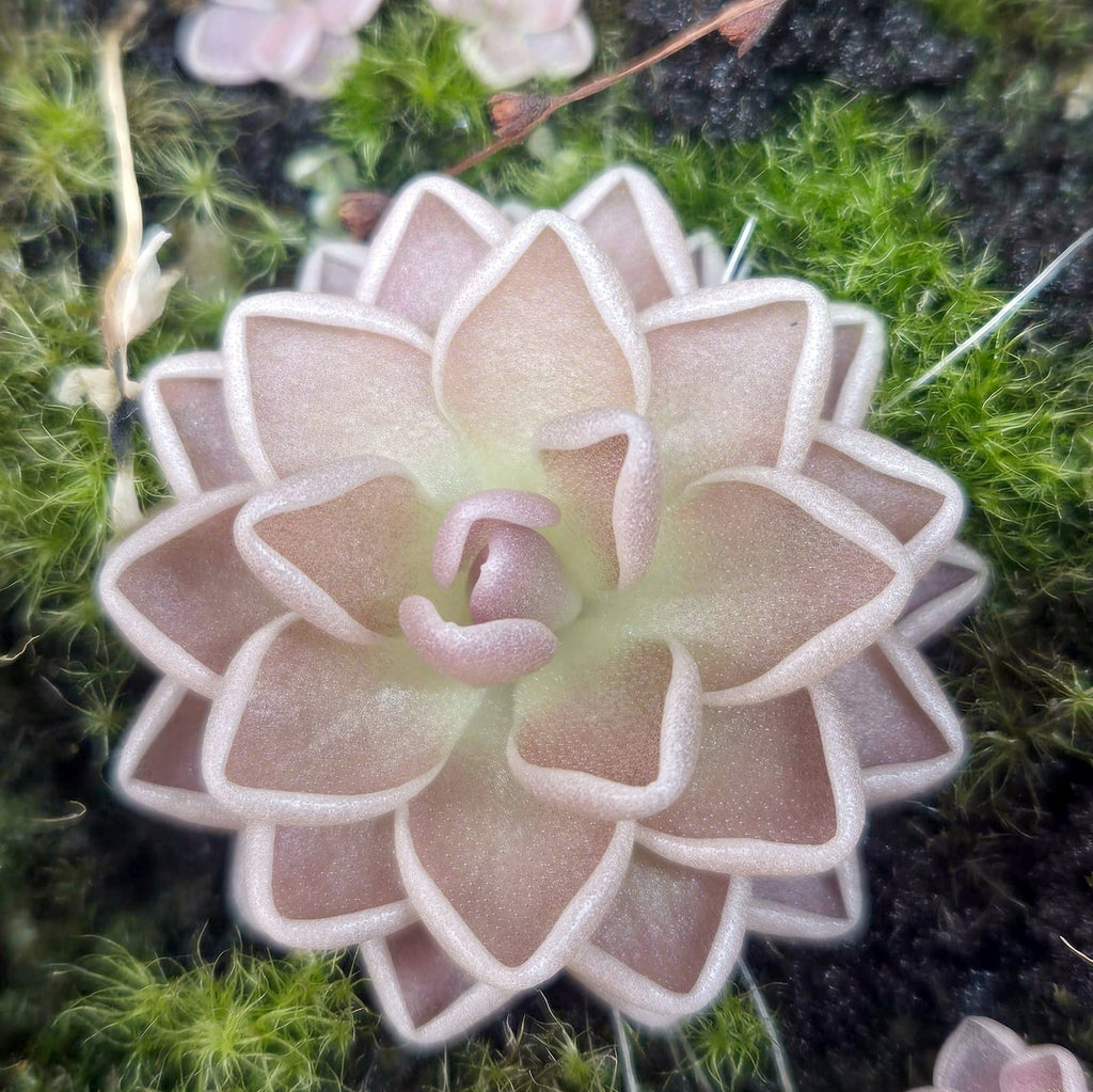 Pinguicula ehlersiae butterwort seen from above, a layered star-shaped rosette of pointed dusky pink leaves with crisp white rims, set in green moss