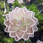 Pinguicula ehlersiae butterwort seen from above, a layered star-shaped rosette of pointed dusky pink leaves with crisp white rims, set in green moss