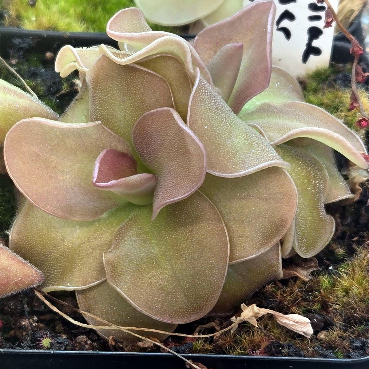 Pinguicula ehlersiae x 'Weser' butterwort rosette with ruffled, wavy, dewy leaves in dusky pink with a fine pale rim