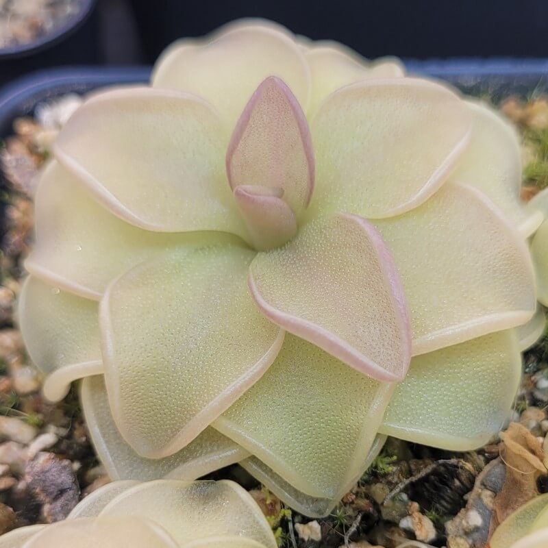 Pinguicula emarginata x 'Weser'
