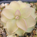 Pinguicula emarginata x 'Weser' butterwort, a pale cream-green rosette with pink leaf edges, seen from above