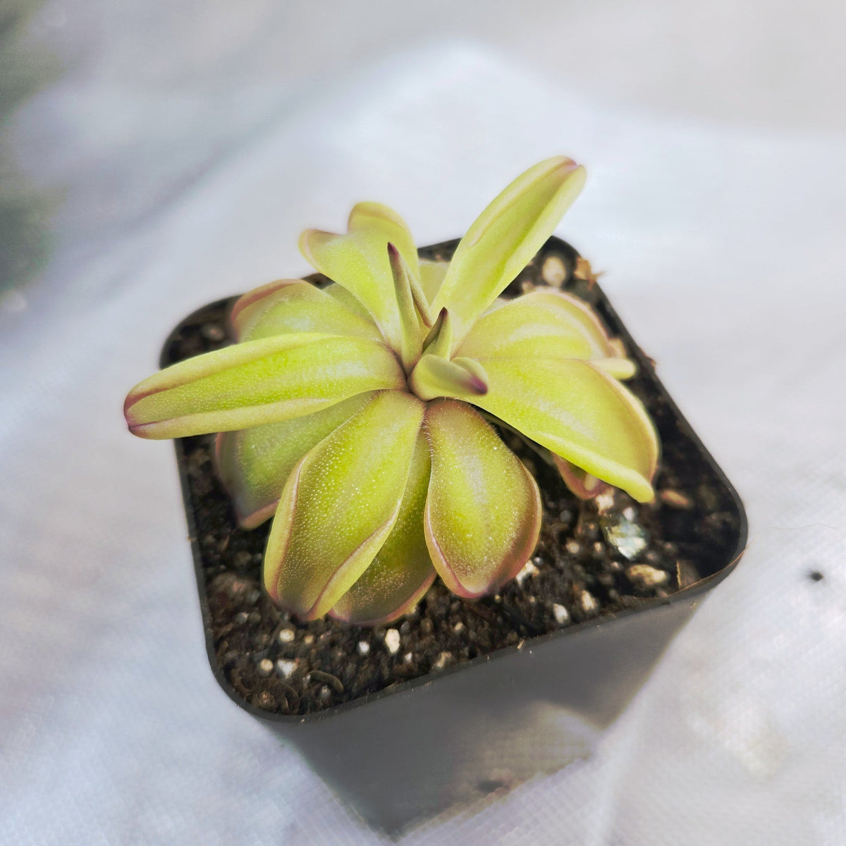 Pinguicula emarginata x hemiepiphytica butterwort in a nursery pot, side view