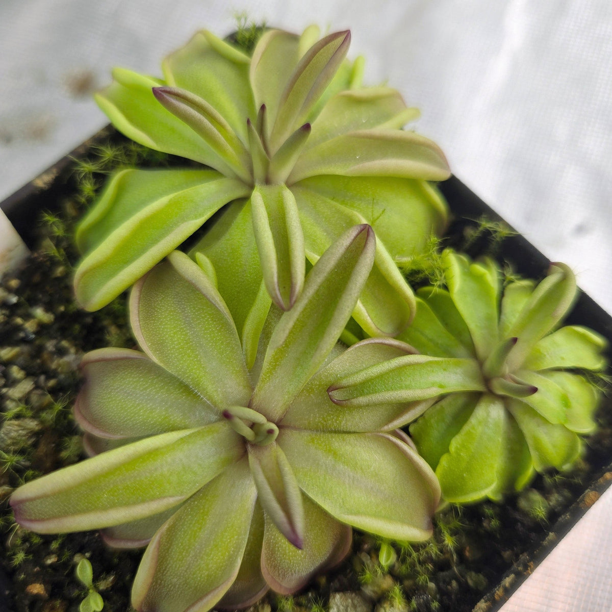 Three Pinguicula emarginata x hemiepiphytica butterworts with pointed, red-tinged leaves