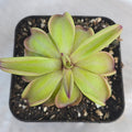 Pinguicula emarginata x hemiepiphytica butterwort in a pot, green leaves with reddish edges