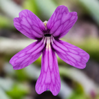 Violet flower with dark veins on a Pinguicula emarginata x hemiepiphytica butterwort