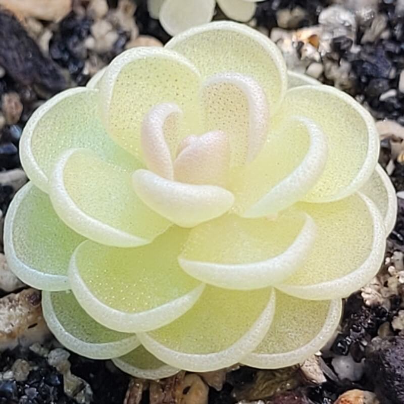 Pinguicula esseriana butterwort, a compact cream-green rosette of overlapping leaves