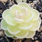 Pinguicula esseriana butterwort, a compact cream-green rosette of overlapping leaves