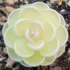 Pinguicula esseriana butterwort seen from above, pale rosette with a pink-tinged centre