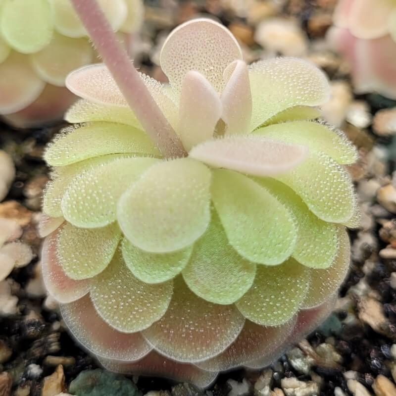 Pinguicula esseriana 'Buena Vista'