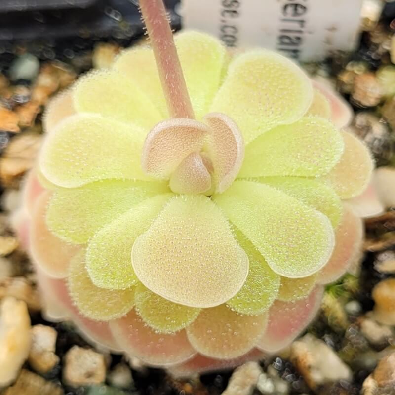 Pinguicula esseriana 'Buena Vista'