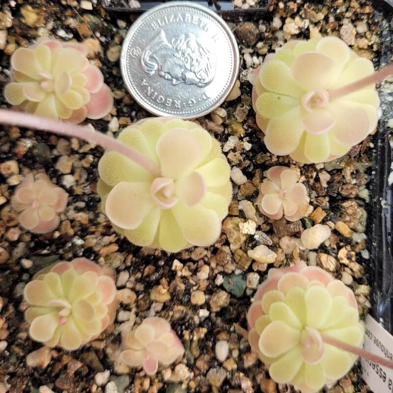 Pinguicula esseriana 'Buena Vista'