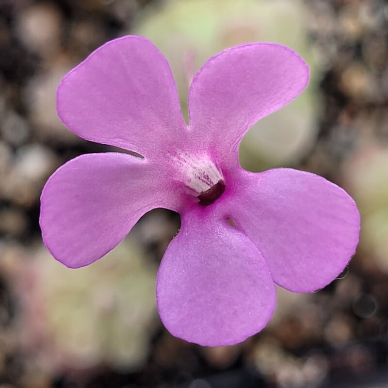 Pinguicula esseriana 'Buena Vista'