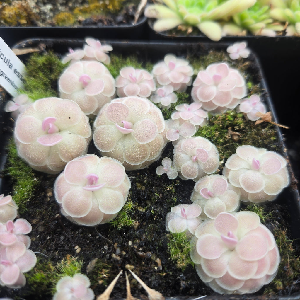Pot of small, pale pink Pinguicula esseriana 'Buena Vista' butterwort rosettes
