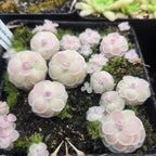 Pot of small, pale pink Pinguicula esseriana 'Buena Vista' butterwort rosettes