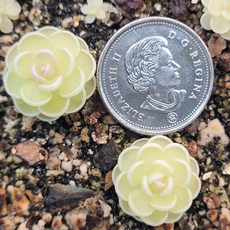 Two small Pinguicula esseriana butterworts beside a coin for scale