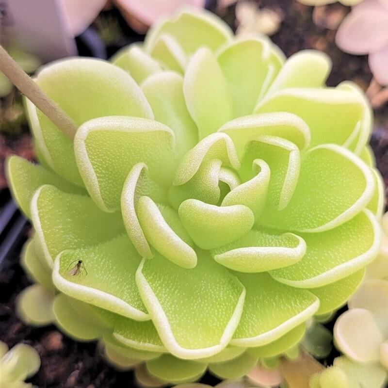 Pinguicula esseriana