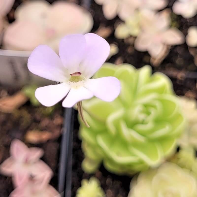 Pinguicula esseriana butterwort with a pale lilac flower above its green rosette
