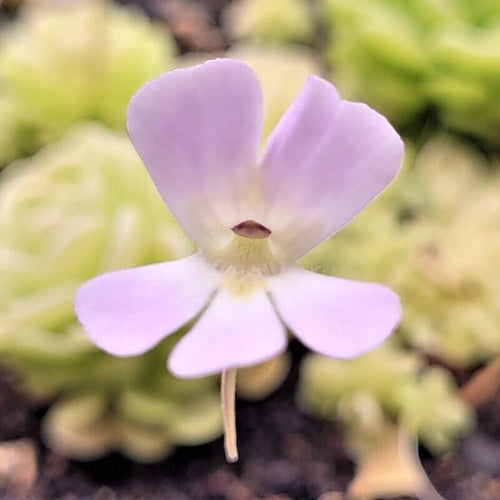 Pale violet flower of a Pinguicula esseriana butterwort