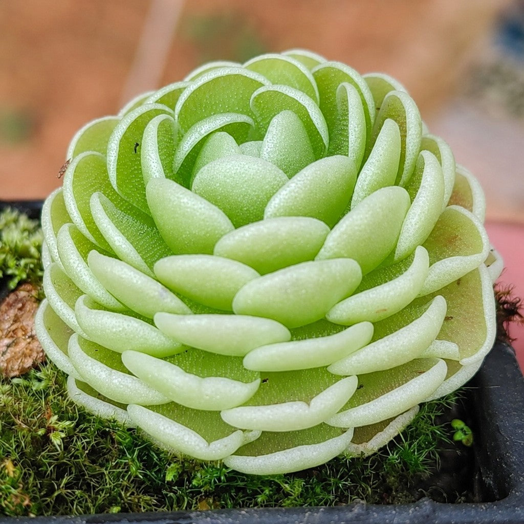 Mature Pinguicula esseriana butterwort, a dense dome of green leaves growing on moss